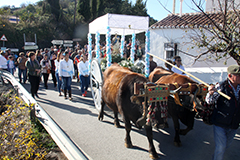 Las Angosturas celebra la procesin y romera de la Virgen de la Inmaculada